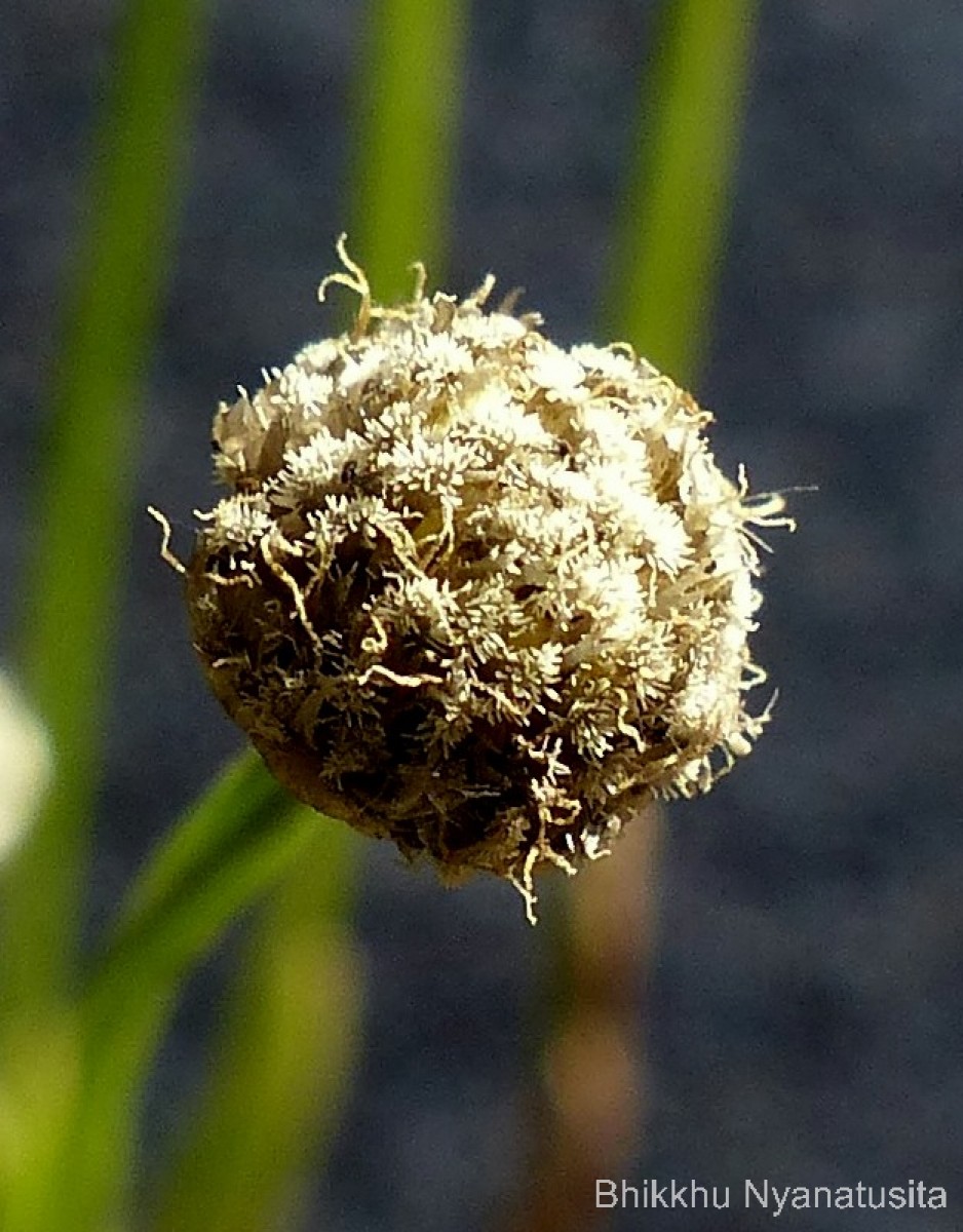 Eriocaulon thwaitesii Körn.